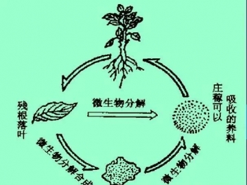 什么是腐殖化与腐殖质？有何区别？